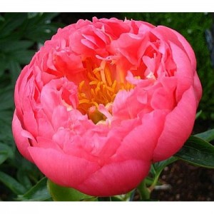 Пион Paeonia Pink Hawaiian Coral